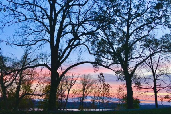 Dancing Branches - Rileys Lock by Katie Rapp