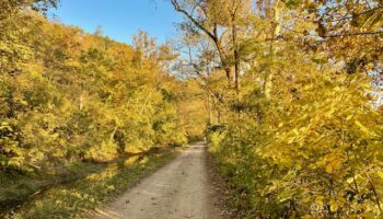 Golden Alley- Below Pennyfield Lock by Katie Rapp