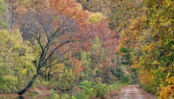 Heaven is Fall on the Canal Path- near Violettes Lock by Kelly Hilton