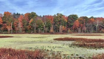 Hunting Quarter Road Marsh Mckee-Beshers by Kelly Hilton