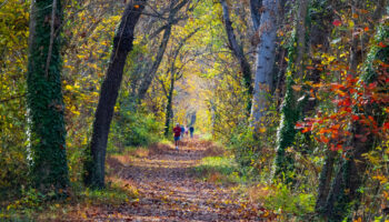 Late Fall Color Explosion Near Rileys Lock by Susan Petro