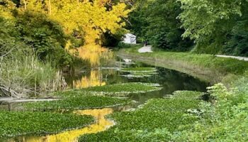 Summer Greens at Swains Lock by Katie Rapp