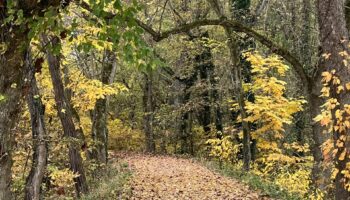 Tree Lined Path- Dam 4 by Lisa Belliveau