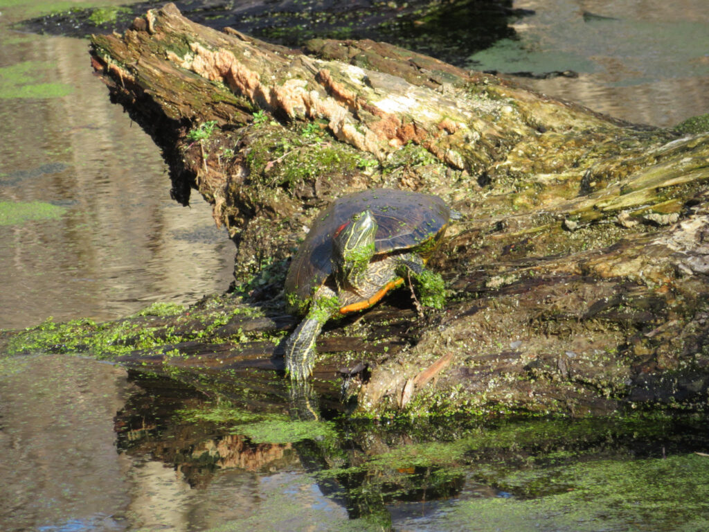 Top 5 Photographed Turtle Species on the C&O Canal – C&O Canal Trust