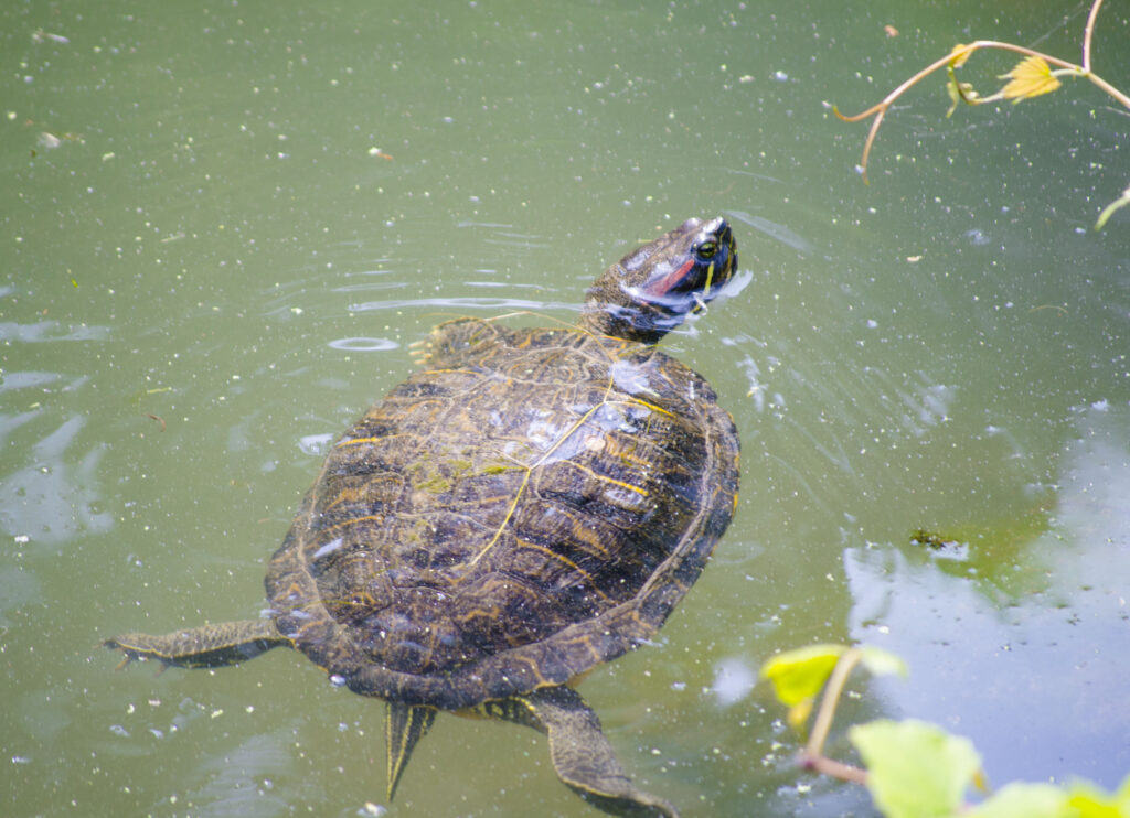 Top 5 Photographed Turtle Species On The C&o Canal – C&o Canal Trust