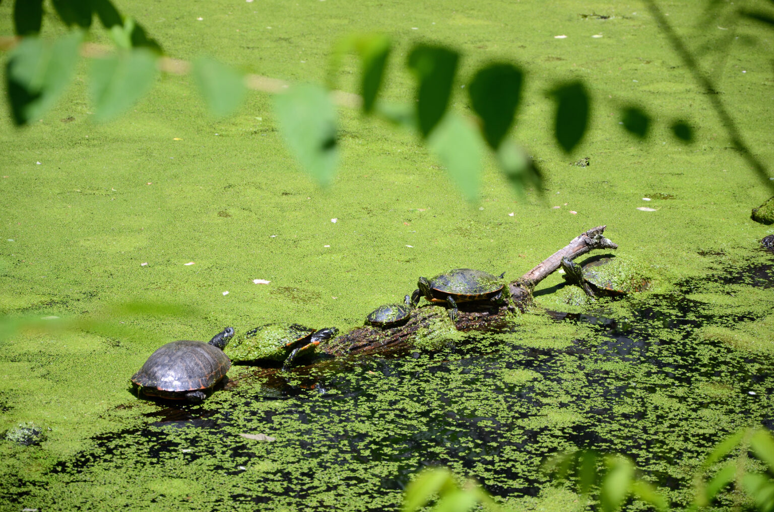 Top 5 Photographed Turtle Species on the C&O Canal – C&O Canal Trust