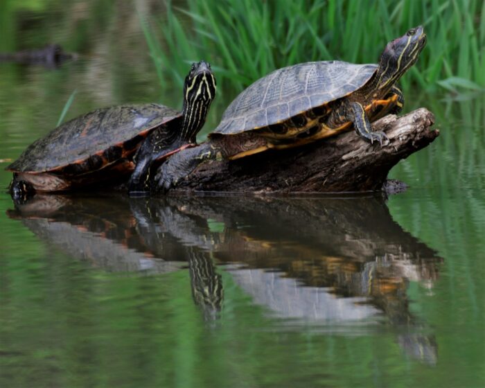 Where do the Turtles Go During the Winter? – C&O Canal Trust