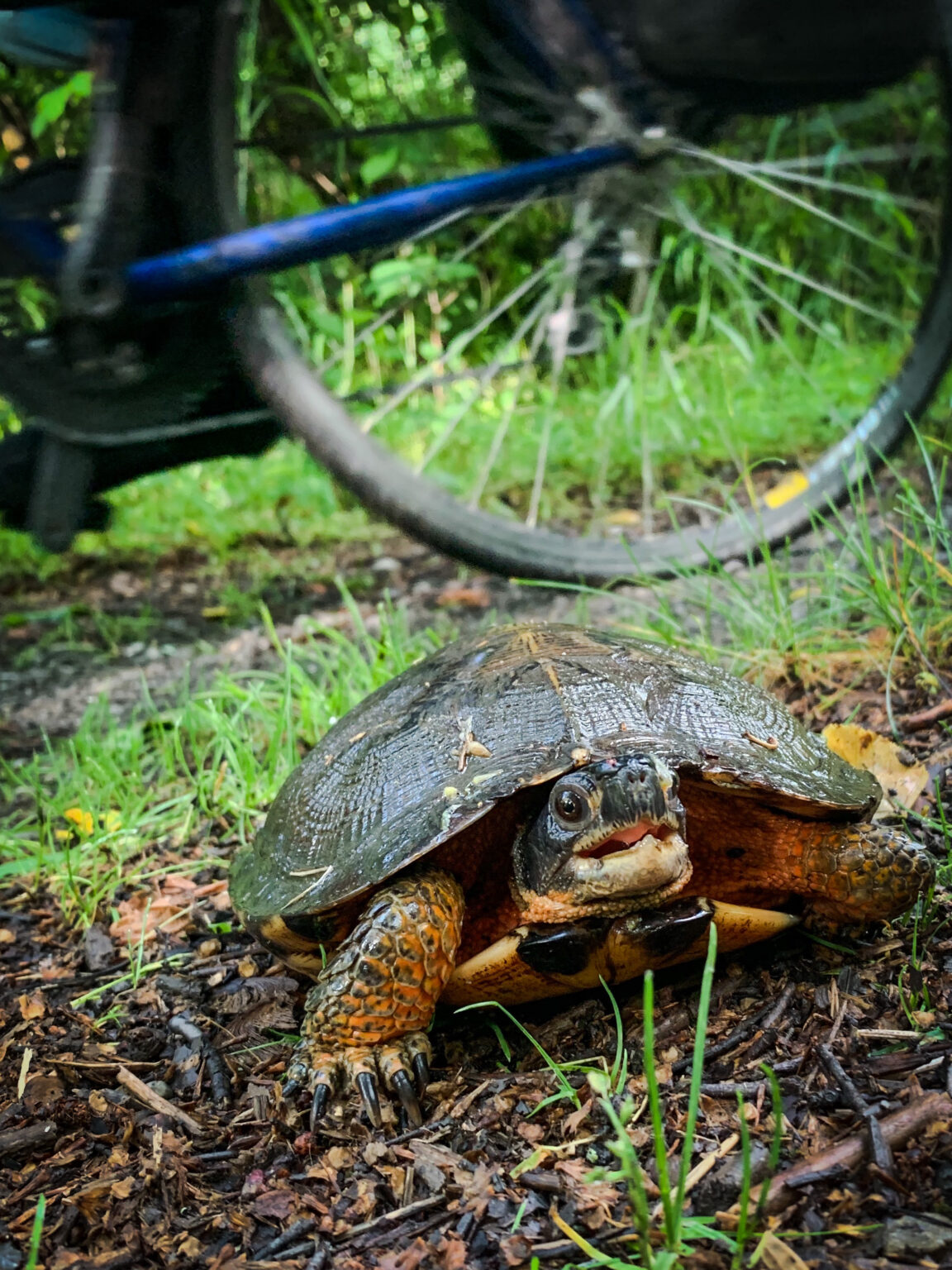 Where do the Turtles Go During the Winter? – C&O Canal Trust