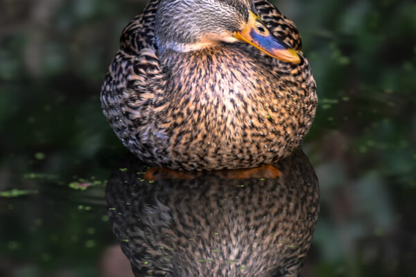 A Ducks Reflection by Olivia Gravatt