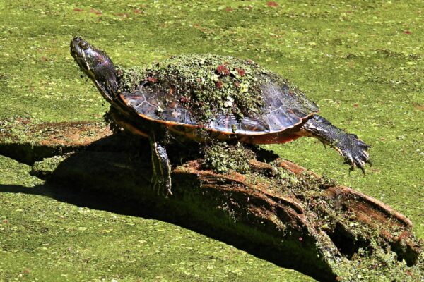 Balance - Below Monocacy Aqueduct by Kelly Hilton