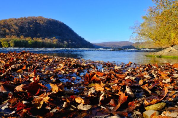 Fallen leaves in the Potomac River near Brunswick, Maryland by Nicholas Clements