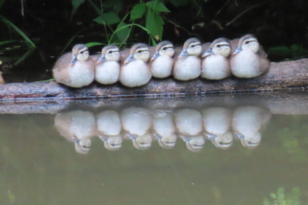 Got My Ducks in a Row by Sue Roosma