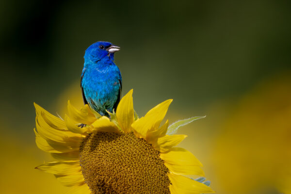 Indigo Bunting on Sunflower by Leigh Scott