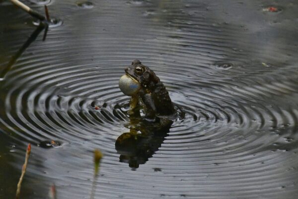 Singing Toad at Riley's Lock by Jan Branscome