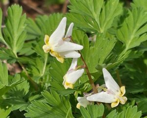 Dutchman's Breeches (flower)