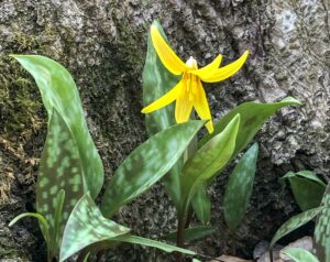 Trout Lily (flower)